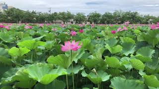 高田公園のハス