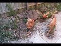 cooper the cockerspaniel getting used to chooks