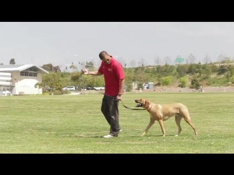 Dog Pulls & Jumps When Approaching Other Dogs : Dog Behavior & Training Dog Pulls & Jumps When Approaching Other Dogs : Dog Behavior & Training