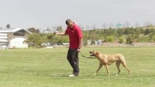Dog Pulls & Jumps When Approaching Other Dogs : Dog Behavior & Training