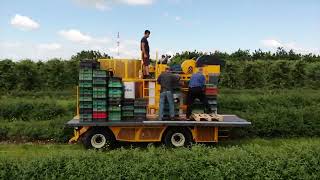 Zbiór mechaniczny jagody kamczackiej 2022 - Jak powinna wyglądać plantacja do zbioru mechanicznego !