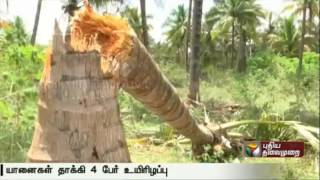 Villagers of Kullappagowndapatti in Theni fear for their lives from marauding wild elephants