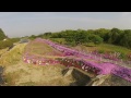 色鮮やかな、川岸の芝桜（山形市・立谷川）空撮ドローン