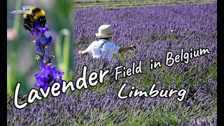 Lavender Field of Limburg || Limburg Lavendal || Belgium || Floating Feathers