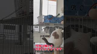 弟猫に絡まれてめんどくさそうな兄猫