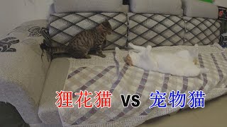 几个月大的狸花猫，吊打成年宠物猫，根本就不是一个级别的对战