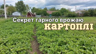 Як отримати гарний врожай картоплі?/Наш досвід за 7 років продаж