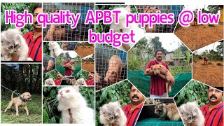 High quality APBT puppies @ low budget. ഇത്രയും വിലക്കുറവിൽ ഇനി അമേരിക്കൻ പിറ്റ് ബുൾ കിട്ടില്ല...