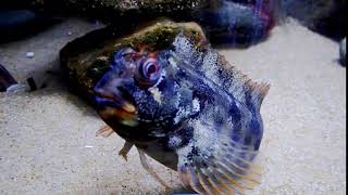 Curious tompot blenny