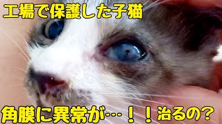 工場の敷地内で保護した子猫。猫風邪がひどく目やにで目が見えなくなっていましたが、猫風邪が治るとともに目の異変が見えてきました…。#保護猫 #緊急保護 #子猫 #猫風邪#幸せになるよ