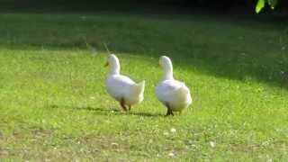 Delightful Ducks Take a Stroll! Bluffton, South Carolina