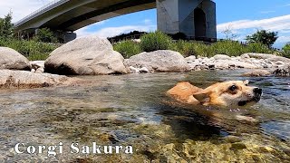 ひとり泳ぎを楽しむコーギー / Corgi enjoying a river swim alone