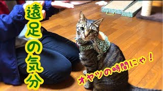 猫リュックの中身は… いつかキャンプへ行こう！【唐草猫ムタさん】