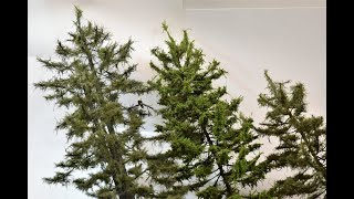 Modeling The Ultimate Model Tree | The Evergreen Conifer - Vlog #61
