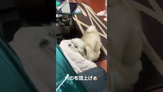 【シーズー】布団上げてみたでち🐶 #shorts