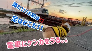 電車にケンカをうるコーギー仔太郎(funny corgi)今まで大丈夫だったのに。。。。