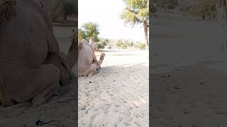 New camel video #camels enjoying in winter season#animals #wildlife #meeting