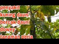 Penyakit kuning daun punca buah berkurang dan gugur