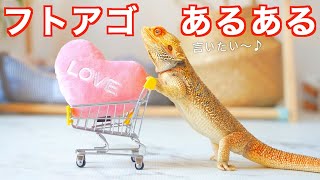 絶対共感するフトアゴヒゲトカゲの飼育でありがちな事！【あるある・爬虫類・癒し】