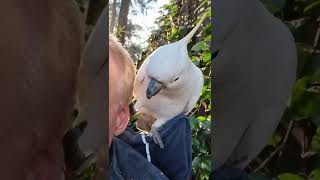 Footsy, Chook and friend claim prime positions