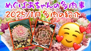 🪴No372🪴多肉植物🪴2025/1月多肉の紹介🪴めぐばあちゃんの多肉事👵🏻