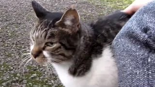 [野良猫]シッポピーンでスリスリしてくるキジ白猫が可愛すぎる！[straycat]The cat that comes out smoothly is cute!