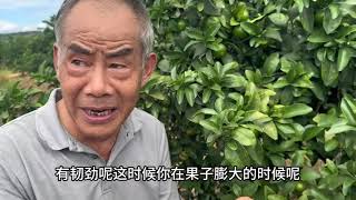 金秋砂糖橘裂果的原因及预防 #田间地头实操干货 #种植小技巧