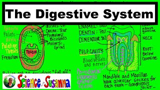 The Digestive System - Everything Your Teacher Will Test You On!