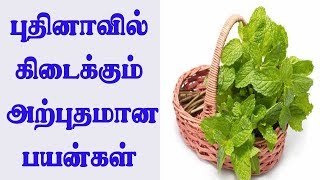 புதினாவின் தேன்  சொட்டும் மருத்துவ குணங்கள்