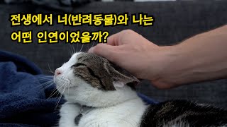 전생에서 그 아이(반려동물)과 나는  어떤 인연이었을까?