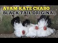 Ayam Kate chabo black tail original, ini contohnya