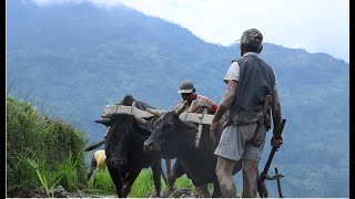 Ashar 15 special |Dhaan Ropai|Dahi Chiura| Nepalese Mud FestivalAshar 15 special vlog | Baglung Vlog