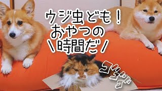 教官「ウジ虫ども！おやつの時間だっ！」【犬猫アテレコ】