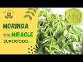 Live a HEALTHY LIFE with MORINGA! Moringa for Weight Loss! #shorts