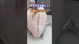 【魚の捌き方】マナガツオ #shorts #魚の調理法 #魚