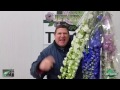 jftv amazing guatemalan delphinium with mike