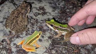 catch a fat frog on a pile of dry leaves