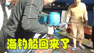 海钓船回来了，深海石斑鱼也可以养活靠岸，好生猛，长见识了