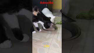 யோகி பாலை குடி 🤣🤣 #cat #cats #catlover #persiancat #பூனை #tamil #funny #comedy #trendingshorts #love