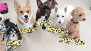 いろんな犬種そろってます。 🐶ひみつきちなう！①🐶 (チワワ,コーギー,フレブル,ウェスティ,トイプードル) 2019年9月22日