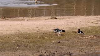 Vroege Vogels - Balts van de scholeksters