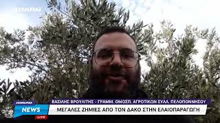 Τεράστια προβλήματα από τον δάκο στις ελιές