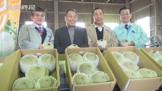 県内メロン初出荷　茨城町宮ヶ崎の相田さんのオトメメロン