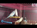 about love birds budgies බොහෝ දෙනෙකුගේ සුරතලෙක් බවට බජිස්ලා පත්වුනේ කොහොමද clear explanation