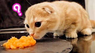 子猫が初めてサーモンを食べた時の反応が...【短足マンチカン】