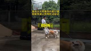 使用训犬师推荐的牵引绳，就能快速让狗狗听话的秘诀 #新加坡 #马来西亚 #狗 #狗狗 #狗绳 #狗链 #牵引绳 #狗狗訓練 #宠物 #宠物生活 #萌宠 #萌宠出道计划 #萌宠vlog