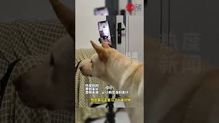 请用一个小时中华田园犬就学会了和主人打视频电话 主人：一个小时八百个电话#养中华田园犬有多省心 #中华田园犬 #很难不爱中华田园犬 #狗狗打电话