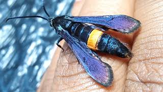 Peach Tree Borer Moth Female