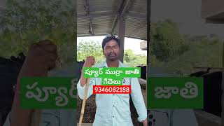 9346082188. ప్యూర్ ముర్రా జాతి గేదెలు రాజమండ్రిలో అమ్మబడును అప్పాజీ డైరీ ఫామ్