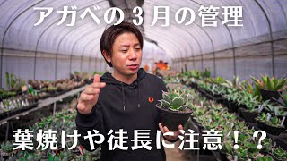 【アガベの3月の管理方法】葉焼けや徒長に注意？！